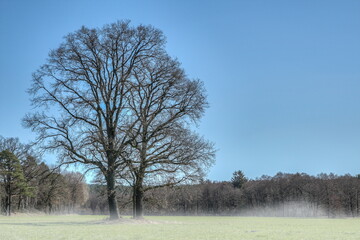 Huge oak trees on a pasture in spring, many hundreds of years old, symbol of strength and eternity....