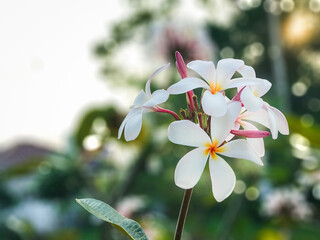 Pink and White Blooming Plumeria with blurry background
