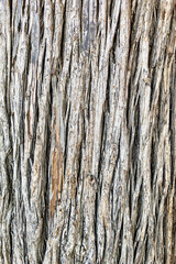 old wooden vintage texture and surface of wood stump