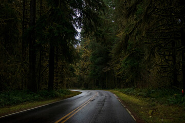 road in the forest