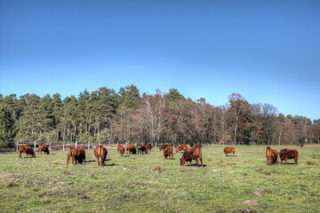 A herd of Wilseder red cattle, a cross between highland and shorthorn cattle, which are used for the care of the landscape in the nature reserve Lüneburg heath in a wetland.