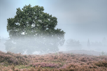 At the beginning of September, the first fogs pass through the Lüneburg Heath early in the morning. It is quiet at this time of day because there are not yet hikers and cyclists on the way.
