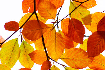 Beech tree leaves in sunlight