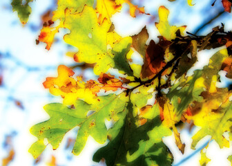 Fototapeta na wymiar Oak leaves in sunlight