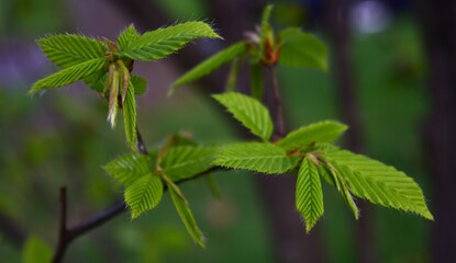 Spring Theme New Bush Tree Leaves
