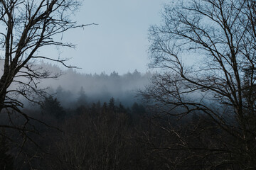 fog in the forest
