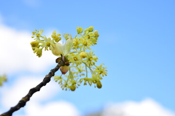 Yellow cherry blossom against the sky