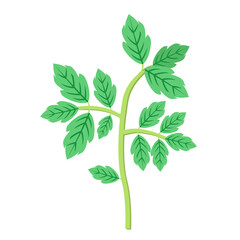 Tomato leaves,seedlings,sprout,isolated on a white background.Vector illustration.