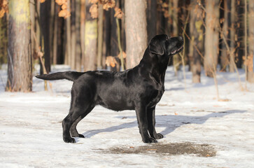 Black labrador retriever in static