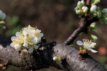 plum blossom branch close-up