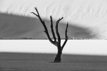 Silhouette of dead camel thorn tree in Namib Desert