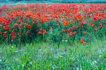la natura ed il campo di papaveri