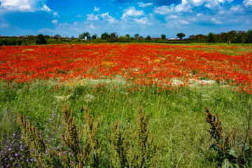 la natura ed il campo di papaveri