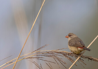 Red avadavat (Amandava amandava) female bird perching on dry bushes in the forest.