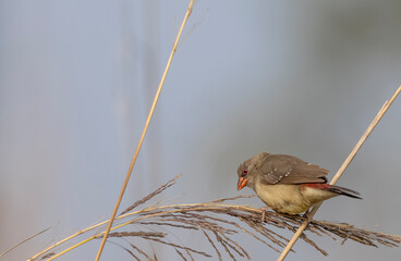 Red avadavat (Amandava amandava) female bird perching on dry bushes in the forest.