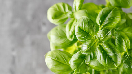 Basil herb leaves on grey background. Aromatic green basilicum foliage as kitchen spice or ingredient of herbal natural cosmetics or homeopathy medicines .