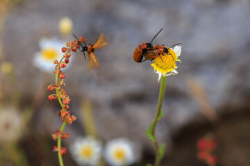 Two beetle copulating on a daisy.