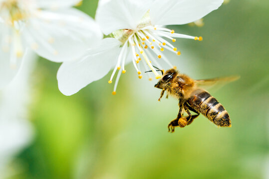 close up of Flying honey bee collecting bee pollen from blossom. Bee collecting honey. Summer and spring backgrounds, White cherry blossoms Flying insect