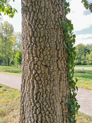 Populus deltoides
