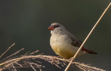 Red avadavat (Amandava amandava) female bird perching on dry bushes in the forest.