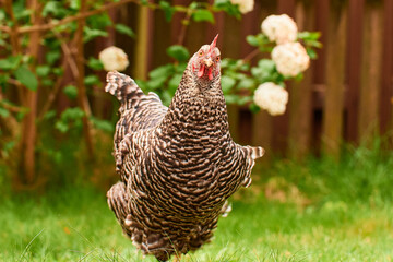 a single brown spotted chicken outdoors in the green