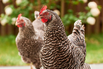 a bunch of chicken outdoors in the green
