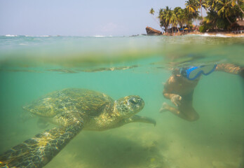 Obraz premium Turtle and boy