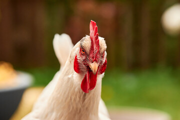 a single white chicken outdoors in the green