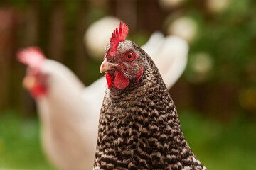 a bunch of chicken outdoors in the green