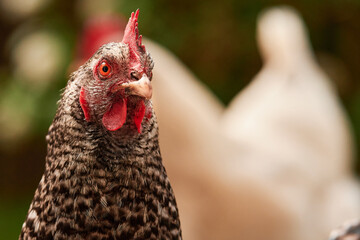 portrait of a single brown spotted chicken outdoors in the green