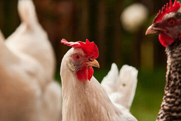 a bunch of chicken outdoors in the green