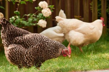 a bunch of chicken outdoors in the green