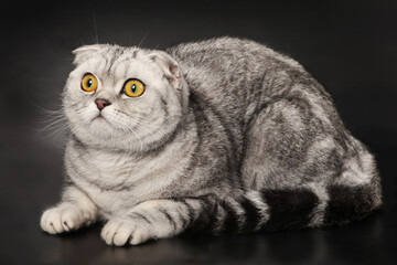 Fototapeta premium Gray marbled fold cat on a black background. Studio.