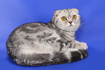 Gray marbled fold cat on a blue background. Studio.