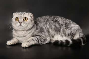 Gray marbled fold cat on a black background. Studio.