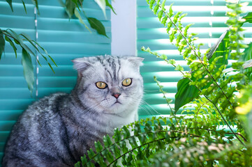 Gray marbled fold cat among green indoor plants.