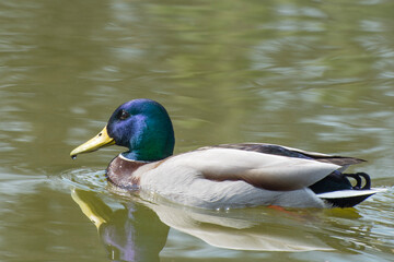 Fototapeta premium Duck drake floats on the pond.