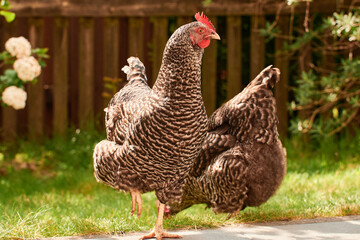 a bunch of chicken outdoors in the green