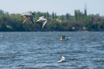Seagulls fly over the water.