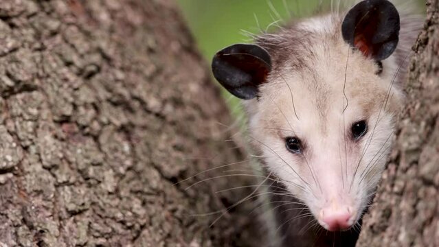 Portrait of baby Virginia Opossum hiding and sniffing in a tree. American joey 'possum, close up shot.