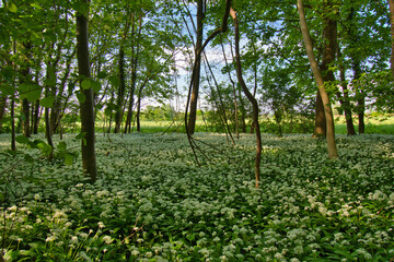 bärlauchblüte im Elsass