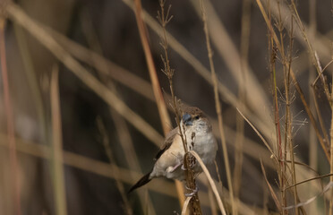 Indian Silverbills (Lonchura malabarica) bird perching on the branch of tree.