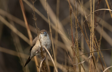 Indian Silverbills (Lonchura malabarica) bird perching on the branch of tree.