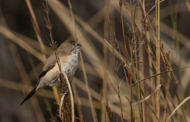 Indian Silverbills (Lonchura malabarica) bird perching on the branch of tree.