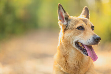 Naklejka premium Dog in autumn leaves. Fall