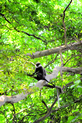 MONKEY IN SRILANKA