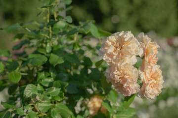Still life flowers- background art