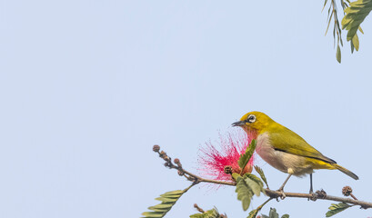 Indian white-eye or Oriental White-eye (Zosterops palpebrosus) bird collecting the flower juice for feeding.