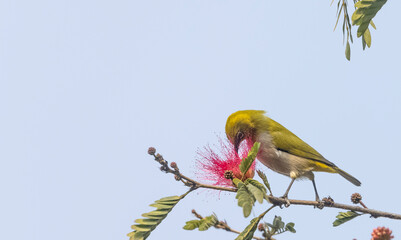 Indian white-eye or Oriental White-eye (Zosterops palpebrosus) bird collecting the flower juice for feeding.