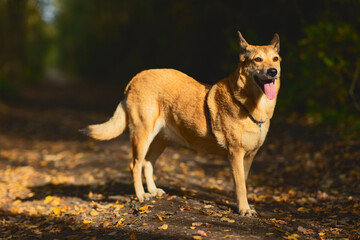Dog in autumn leaves. Fall
